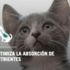 Pro Plan Optistart Kitten Gato Pollo Y Arroz x 1 kg - Imagen 4