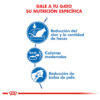 Royal Canin Gato Indoor X 7.5 Kg. - Imagen 4