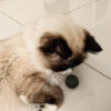 Hierba Gatera Catnip Ball Deshidratado Para Gatos Zootec - Imagen 5
