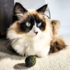 Hierba Gatera Catnip Ball Deshidratado Para Gatos Zootec - Imagen 3