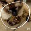 Hierba Gatera Catnip Ball Deshidratado Para Gatos Zootec - Imagen 6