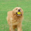 Juguete Pelota Para Perros Zeus Nitro Large Flotante 7 Cm - Imagen 6