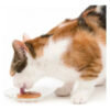 Creamy Catit Snacks Premium Para Gatos  Sabor Pollo X 4 Tubos 40 GS - Imagen 5