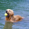 Juguete Pelota Para Perros Zeus Nitro Large Flotante 7 Cm - Imagen 3