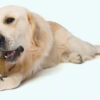 Juguete/hueso Masticable Perro. Zeus Nosh Strong. Saboriz. M - Imagen 2